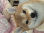 귀여운라떼일상채널