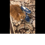 SAMMY DA CAT