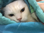 im bebe