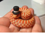 We Are Snakes