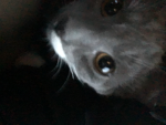I love wolves and pop its