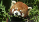 cute red panda