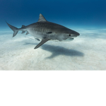 THE SHARK CLUB [WITH MEMES]