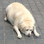 Sad Fat Dog