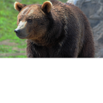 Bear squad forever 1237
