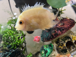 The fish avatar group