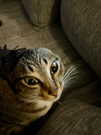 Cat gang hi
