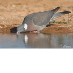 Wood Pigeons are cute