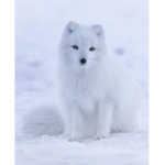 Fox army12121212