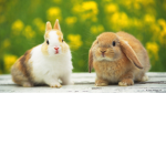 The bunnier