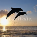 My little dolphins