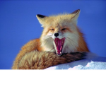 Playerfox Official Group