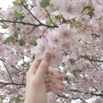 Cherry comunnity ꩜ .ᐟ