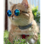 Cat Boys V2