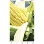 My corn field