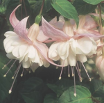alstroemerias