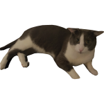 dry cat