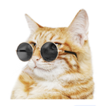 Super chaton