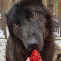 ˙✧˖°🐺 ༘ ⋆｡˚