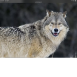 The Grand Republic of the Wolf Pack