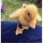 Killer duckies