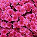 The_Beautiful_Flowers