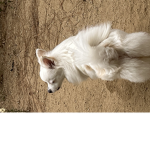 The great Pom nikki