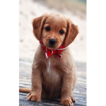 Epic Doggooos