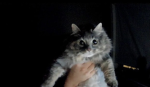 Cat Cafe Studio