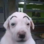 Dog team xd