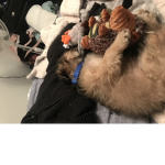 Stitch and ki