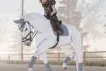 Silver Ridge || Equestrian rescue.