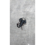 KALAJENGKING