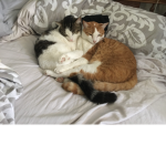 Nice cats