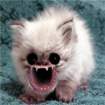 MEH CAT IS SCARY