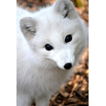 ZaraPlayz Love Arctic Fox!