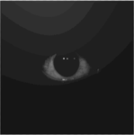 (FNAF DEV GROUP)