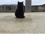 Tu_gatita