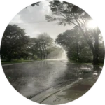 Oak Rain
