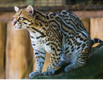 Ocelot PlayedYT group