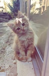 Allys ribbons