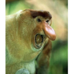 CHEETO GANG