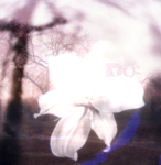 Cherry Blossoms at Night
