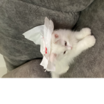Kitty kats are the best