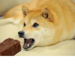 Doge Academy™