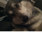 Dog <3 Group :3