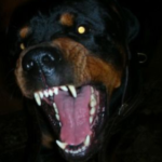 greyhoundss