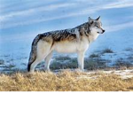 River Pack