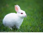 bouncy bunny group