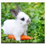 —THE BUNNY SQUAD—